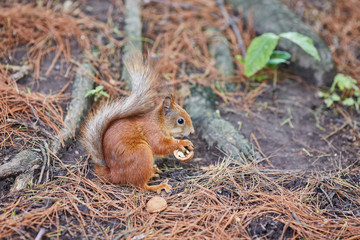 Naklejka na ściany i meble Red Squirrel, in the forest eating a nut