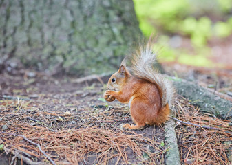 Naklejka na ściany i meble Red Squirrel, in the forest eating a nut