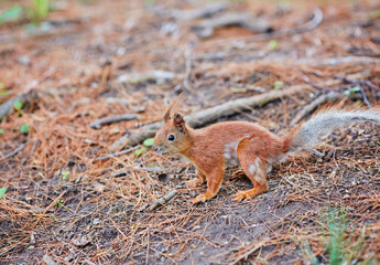 Red Squirrel, in the forest eating a nut