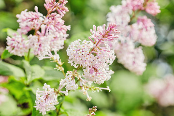 macro photo of white lilac flowers
