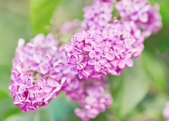 Beautiful fresh purple violet flowers. Close up of purple flowers. Spring flower, a branch of lilac. Lilac bush, lilac background.