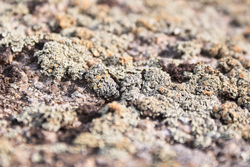 Uneven texture. Brown background. Tree bark