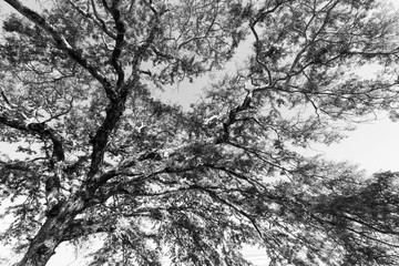 Branches of a tree against the sky