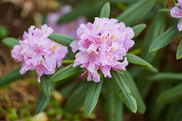 Blooming Pink Rhododendron Azalea