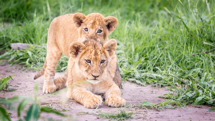 Lion