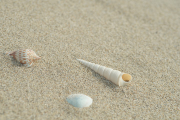砂浜と貝殻
