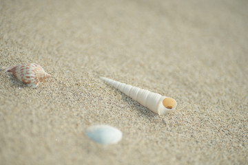 砂浜と貝殻
