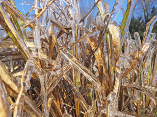 Klareis auf Schilfgras vor blauem Himmel