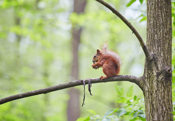 squirrel gnaws a nut on a tree branch