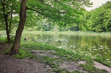 Fototapeta na wymiar Forest. Green tree in the wood. Nature ourdoor environment. Landscape with sun, foliage, pond, lake. Sunlight park. Lush summer plant.