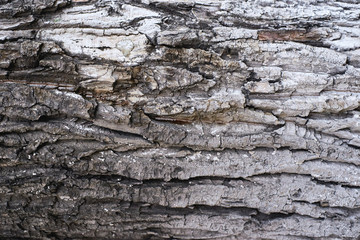 Bark of tree. Uneven surface. Dark background. Natural texture