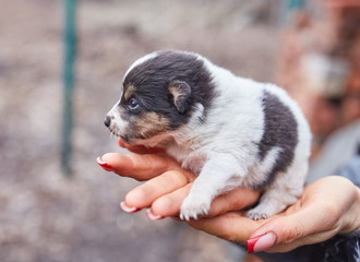 A small black dog lies on the hands of a girl. Female hands holding a dachshund puppy