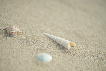 砂浜と貝殻
