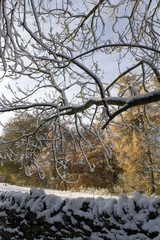 Fototapeta na wymiar England, Gloucestershire, Cotswolds, near Bisley, stone wall and tree branches in snow