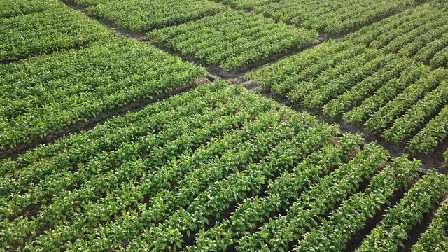Tobacco Plants Farmland High Aerial View 4K Motion (reverse)
