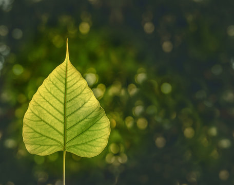 Bodhi leave stand out from the Blurred Bokeh Light Background, also known as Pipal leave and Bo leave