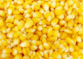 Corn texture. Yellow corns as background.