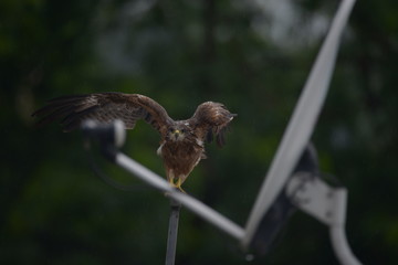 A hawk taking flight