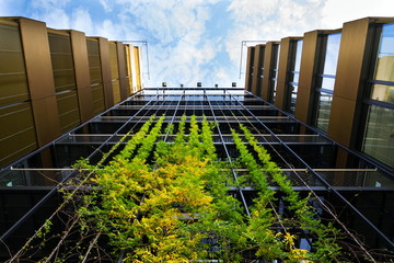 Sprawling plants on outdoor green living wall, vertical garden on modern office building facade on sunny day, low angle view, copy space