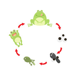 illustration life cycle frog vector