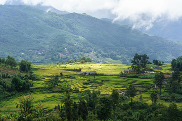 Naklejka premium Terraced rice field landscape in harvesting season in Y Ty, Bat Xat district, Lao Cai, north Vietnam