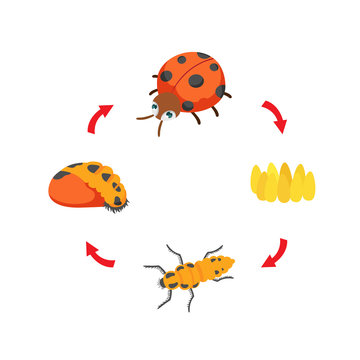 illustration life cycle ladybug vector