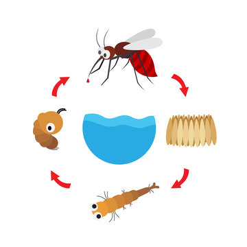 illustration life cycle mosquito