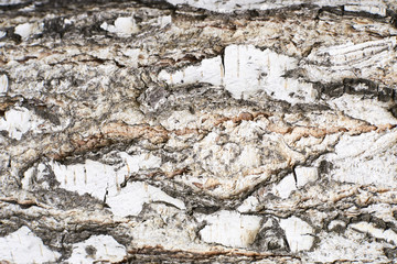 Natural texture. Dark tree bark. White color