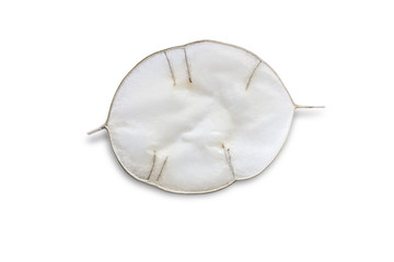 Unusual leaves with a tip. Texture of leaves isolated on white background. natural materials