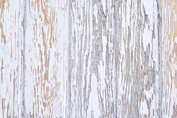 Old white paint. Light boards. Wooden covering