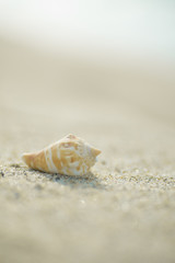 Fototapeta na wymiar 砂浜と貝殻 