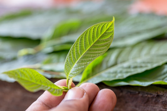 Leaves of Mitragyna speciosa (kratom), Drugs and medicinal plant  in Thailand.