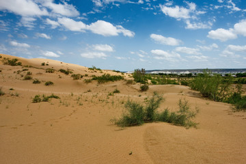 Fototapeta na wymiar West Kazakhstan. Life in sand dunes Senek.
