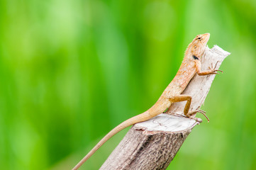 Chameleon with Nature blurry background.