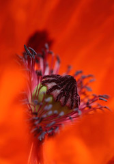 poppy - flower head and stamens