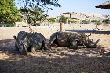 Rhinos chilling