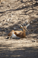 antelope