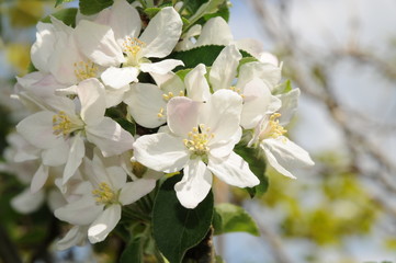 White Cherry tree flowers in sun light