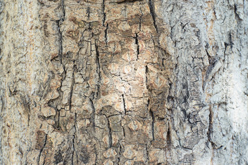 Texture of tree trunk. Dark brown bark