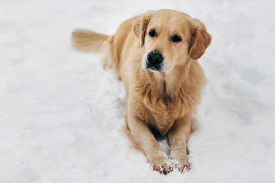 Picture of dog sitting on snow at winter walk