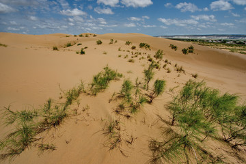West Kazakhstan. Life in sand dunes Senek.