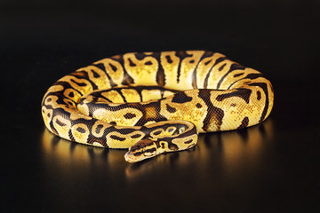 Royal python color pastels