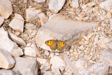 Butterfly on rock