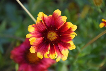 Red and yellow flower
