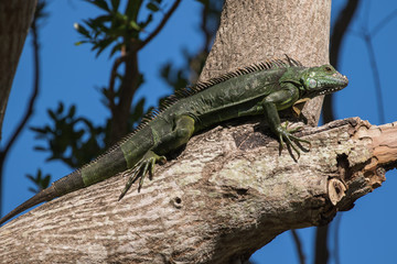 Iguana on trunk