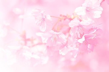 pink cherry blossom background