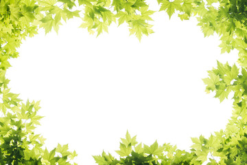 Fototapeta na wymiar green leaf frame