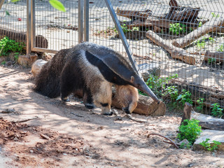 Giant anteater - Myremacophaga tridactyla - is walking on the  ground on a sunny day