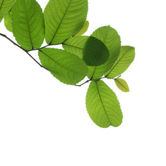 green tree branch isolated on white