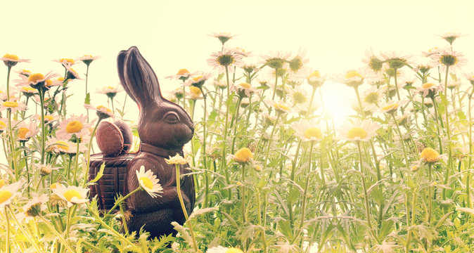 Photo of Easter chocolate bunny rabbit in a field of daisies flowers, panoramic easter background